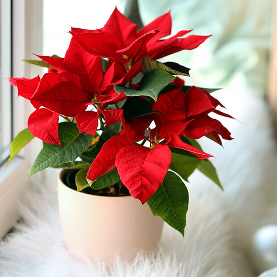🌺Artificial Christmas Poinsettia Flower Solar Light🎄🎅(Waterproof, Garden, Xmas Party Decoration)