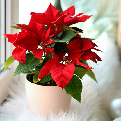 🌺Artificial Christmas Poinsettia Flower Solar Light🎄🎅(Waterproof, Garden, Xmas Party Decoration)