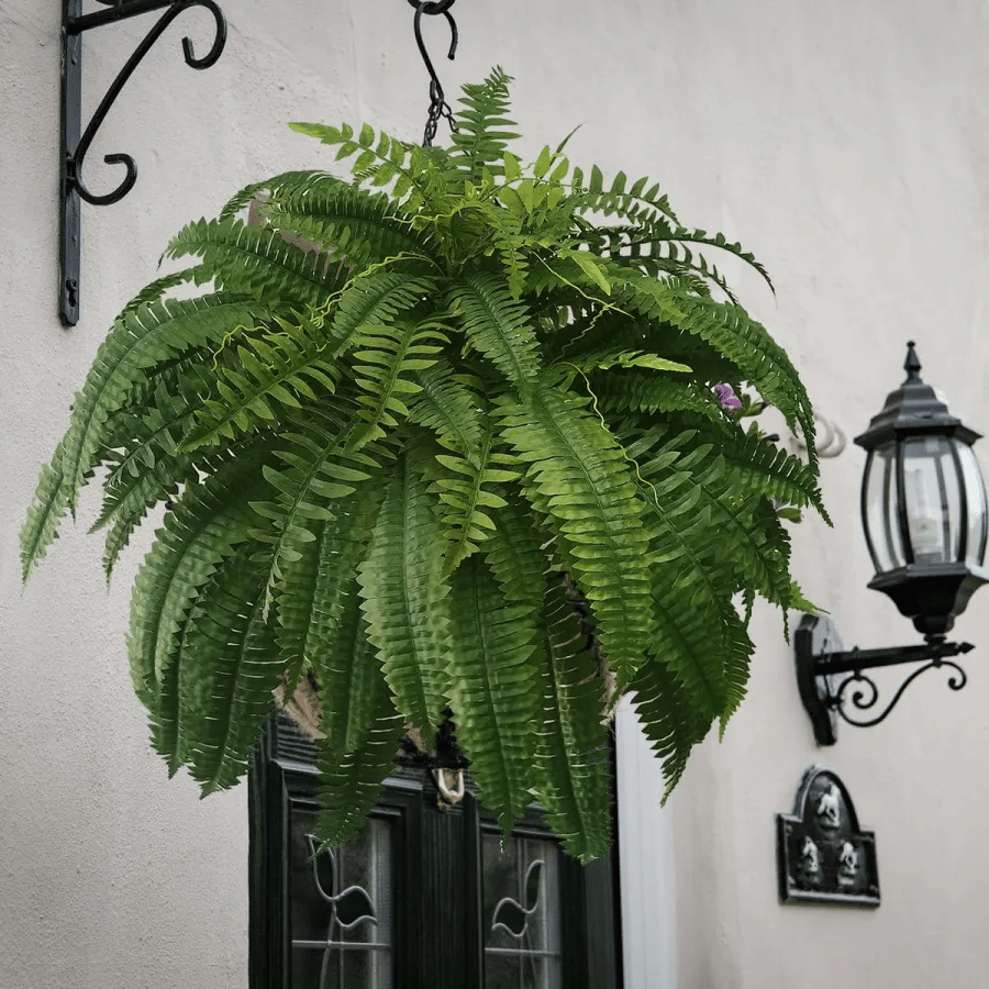 Last Day 75% OFF🔥 Artificial Boston Fern 🌳 UV Resistant, Lifelike Greenery 🌴